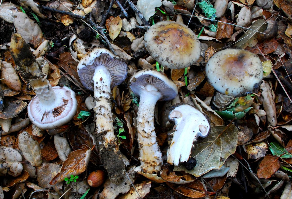 Cortinarius%206703%20trivialis%20CA/Cortinarius%20glutinosoarmillatus%201.jpg