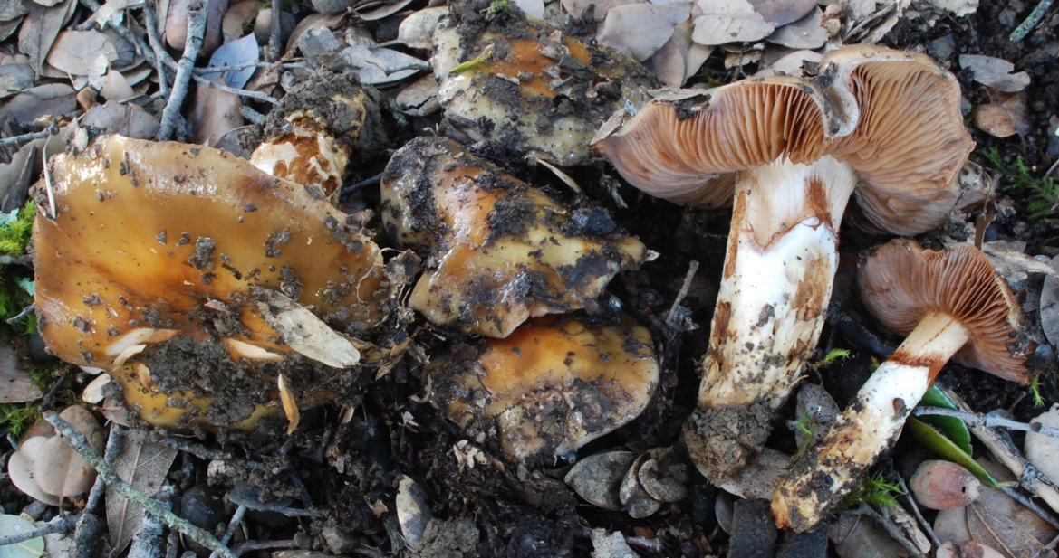 Cortinarius%2050201%20glutinosoarmillatus%20CA/Cortinarius%2050201-2.jpg