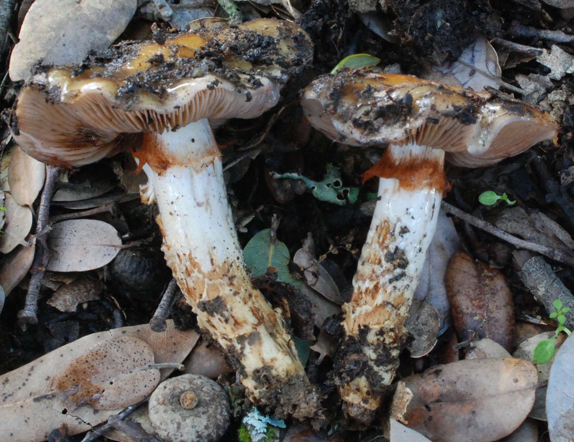 Cortinarius%2050201%20glutinosoarmillatus%20CA/Cortinarius%2050201-3.jpg