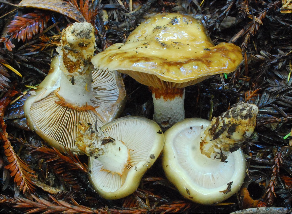 Cortinarius%2027445%20glutinosoarmillatus%20like%20Mendo/Cortinarius%2027445-1.jpg